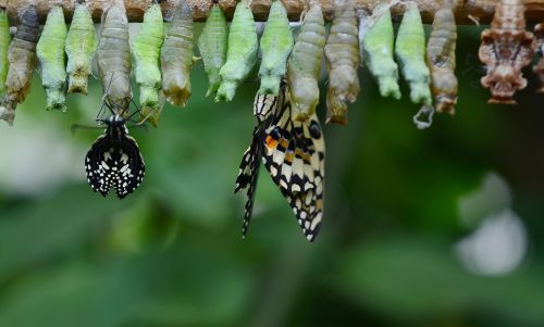 cocoon butterfly insect