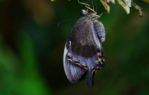 cocoon butterfly insect