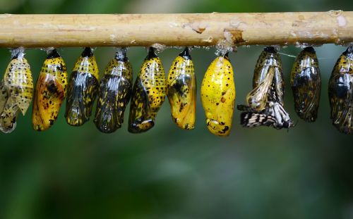 cocoon butterfly insect