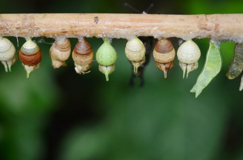 cocoon butterfly insect