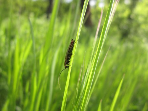 cocroch  cockroach  insect