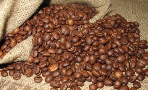 coffee grain arabica