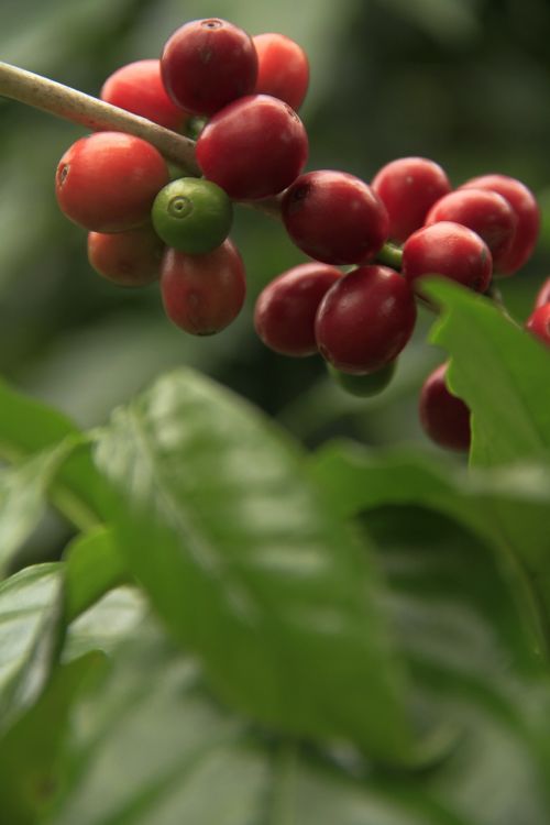 coffee fruit plant