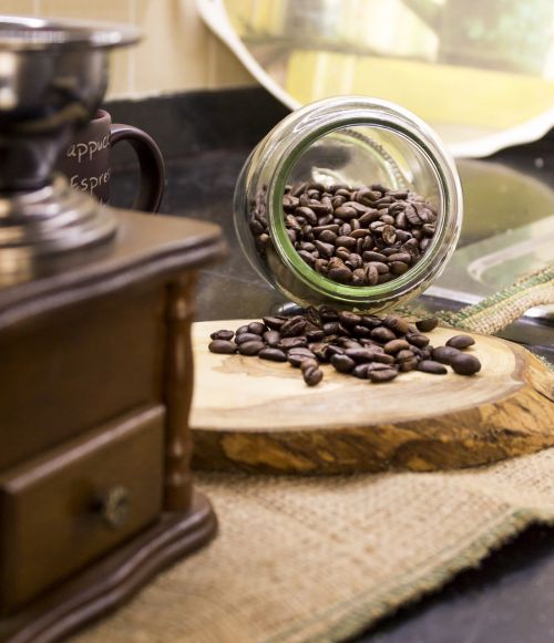 coffee seed coffee seeds