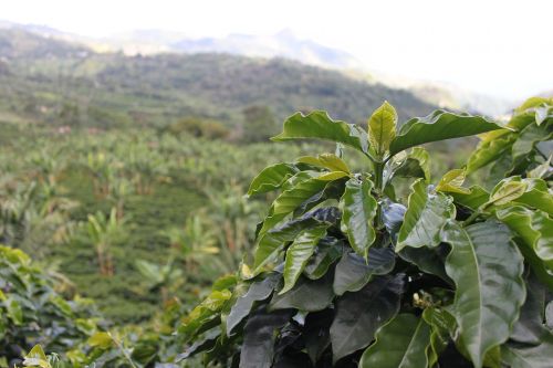 coffee colombia green