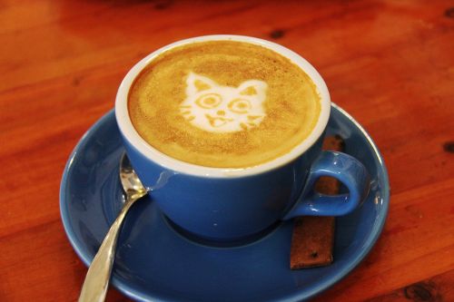 coffee cafe cat
