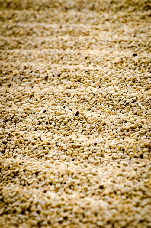 coffee coffee drying guatemala coffee