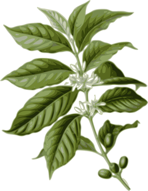 coffee flower leaf