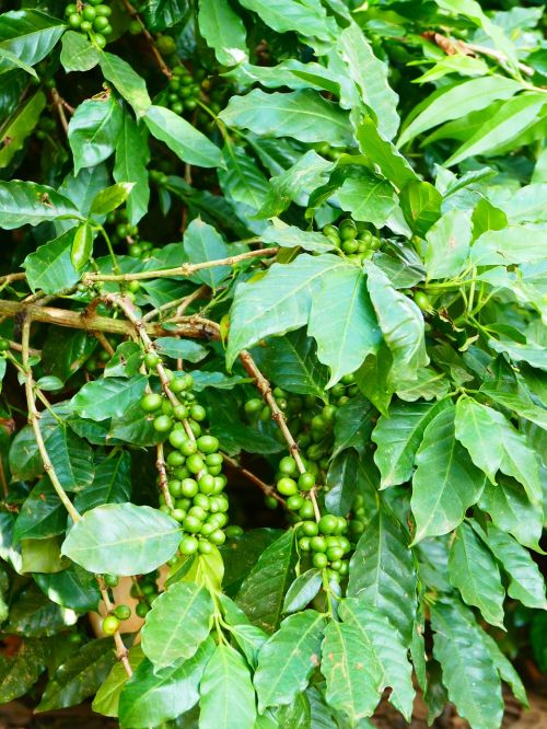 coffee coffee plant coffee berry