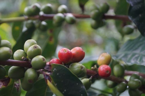 coffee coffee bean coffee without harvesting