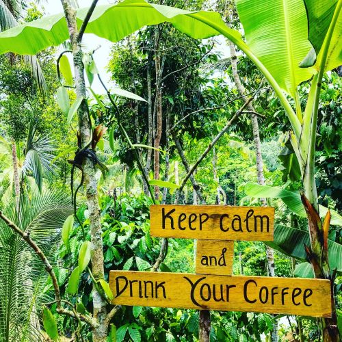 coffee palm trees jungle