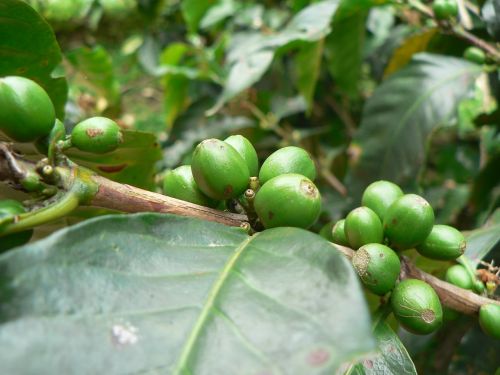 coffee plant green