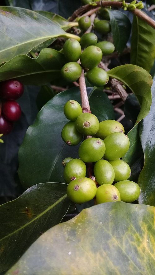 coffee  mountain  nature