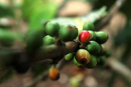 coffee  nature  plant