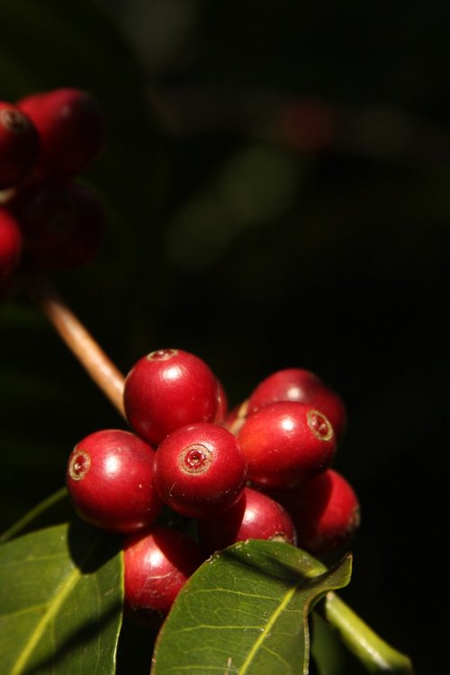 coffee  red  mature