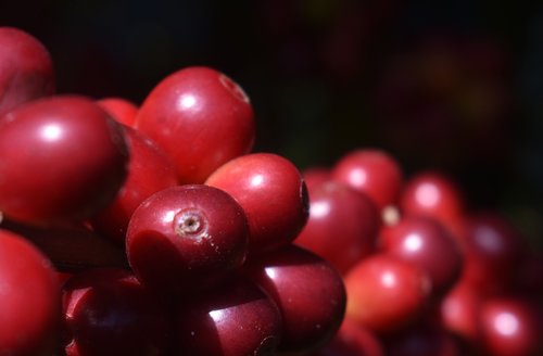 coffee  red  fruit