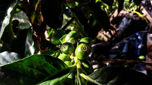 coffee  nature  flowers