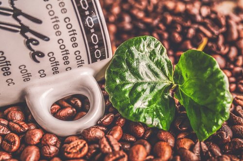 coffee  coffee beans  coffee plant