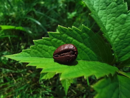 coffee  nature  plants