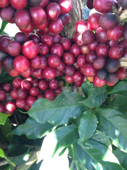 coffee coffee bean coffee cherry