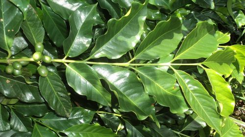 coffee leaf plant