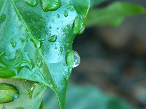 coffee drop rain