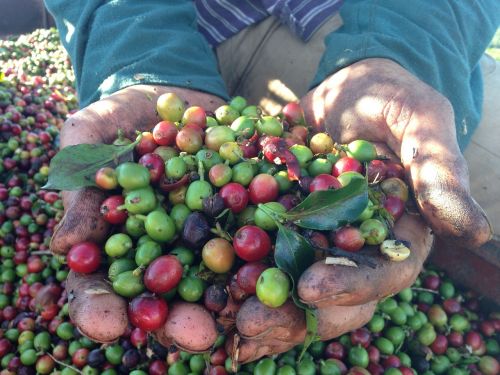 coffee hand harvest