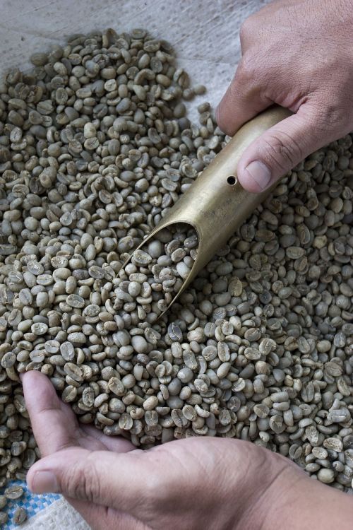 coffee beans raw brown