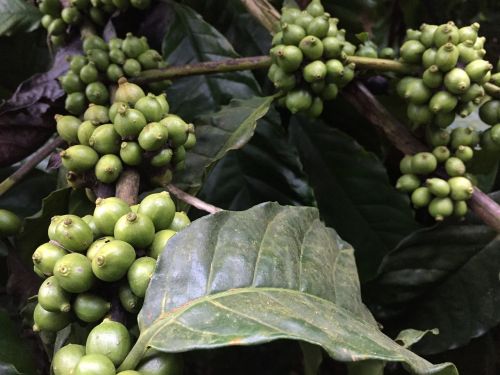 coffee beans plant coffee