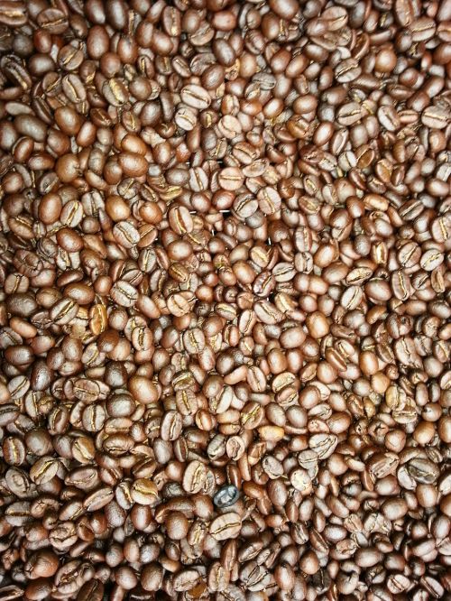 coffee beans fresh coffee tanzania