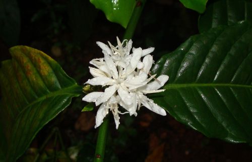 coffee blossom flower rain soaked