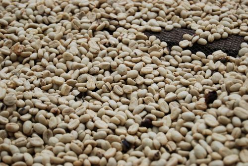 coffee grains roasted coffee coffee