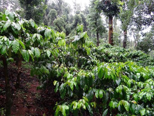 coffee plantation coffea robusta madikeri