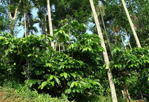 coffee plantation coffea robusta areca palms