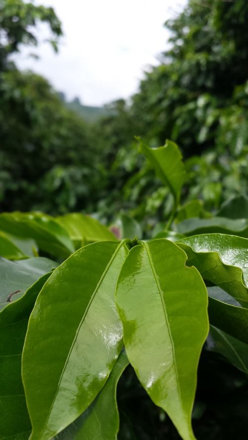 coffee tree coffee plantation