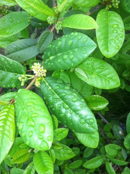 coffeeberry blossom flower