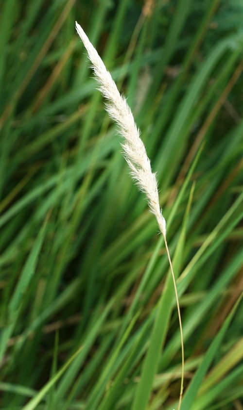 cogon grass  bladey grass  grass