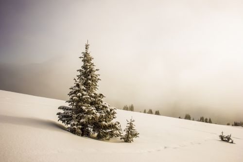 cold snow trees