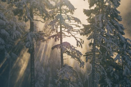 cold fog nature