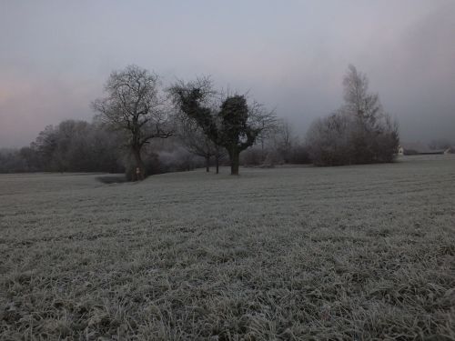 cold tree fog