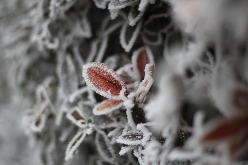 cold  frost  winter