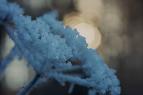 cold  winter  frost