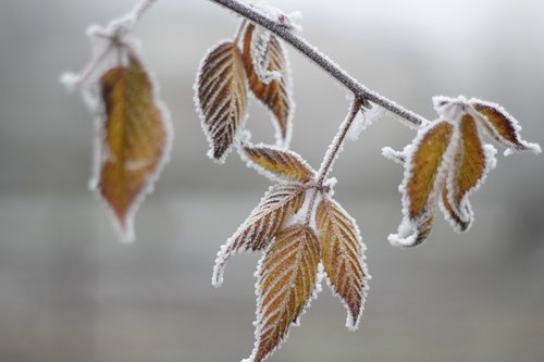 cold  leaf  frost