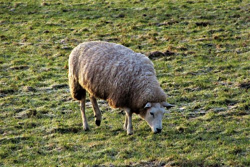 cold  sheep  wool