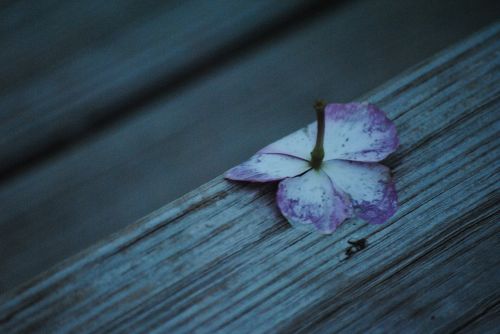 cold flower nature