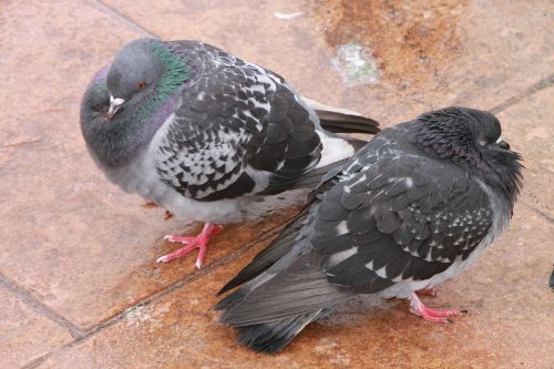 cold habits pigeon
