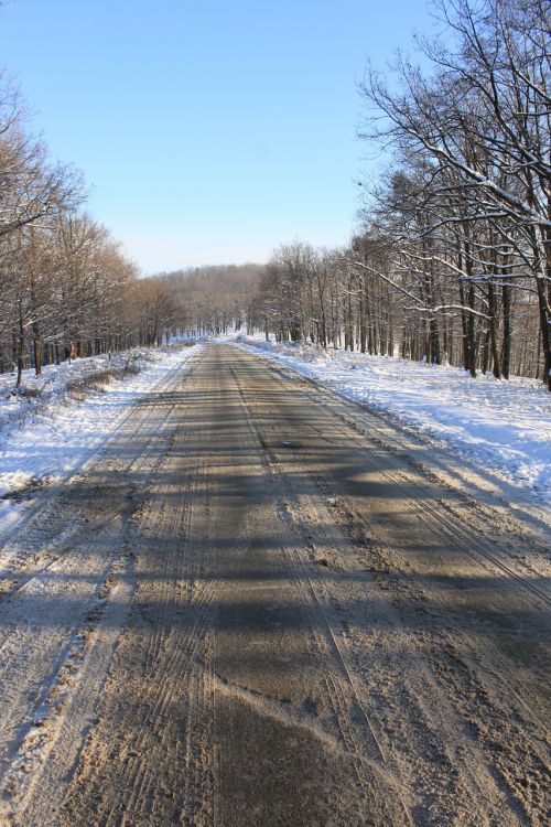 cold forest road