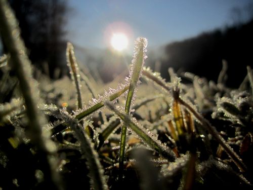 cold frosty ripe