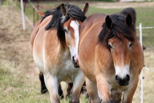 cold blooded animals horses year