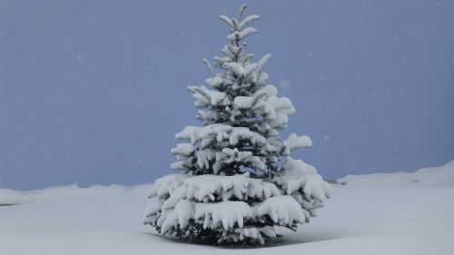 coldsnap christmas tree allgäu